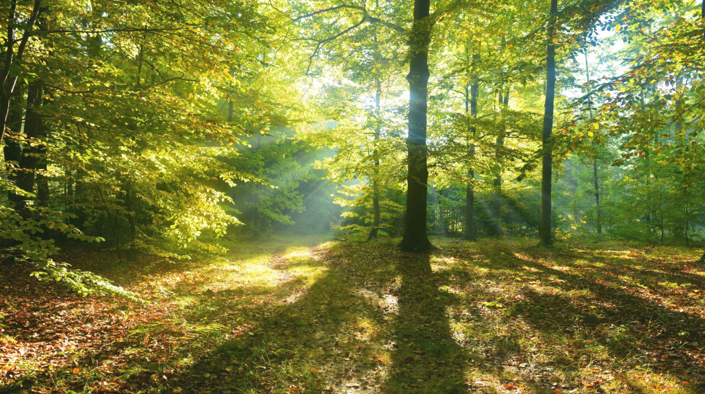 Skog og natur