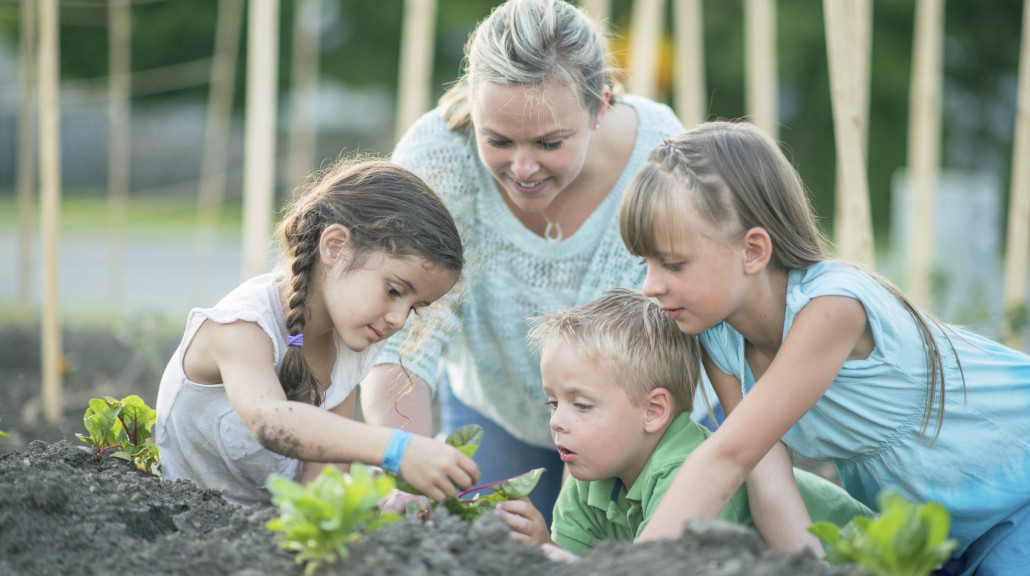 Salatplanting