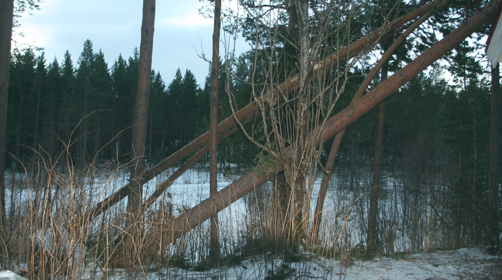 Skog i Bardu