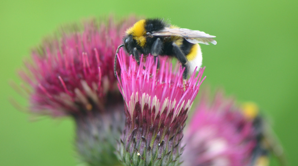 humle på blomst