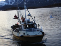 Kystsjark i Finnmark