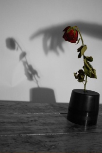 død rose