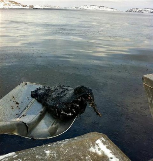  Død sjøfugl utenfor Sandø, Tjøme, 19. februar 2011