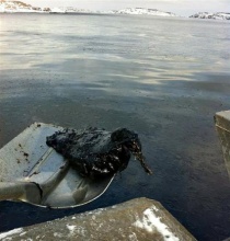 Død fugl ved Sandø