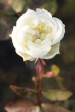 kvit rose