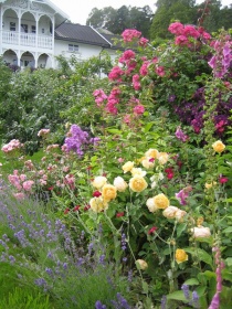 Hagen i Baaste, blomster, roser